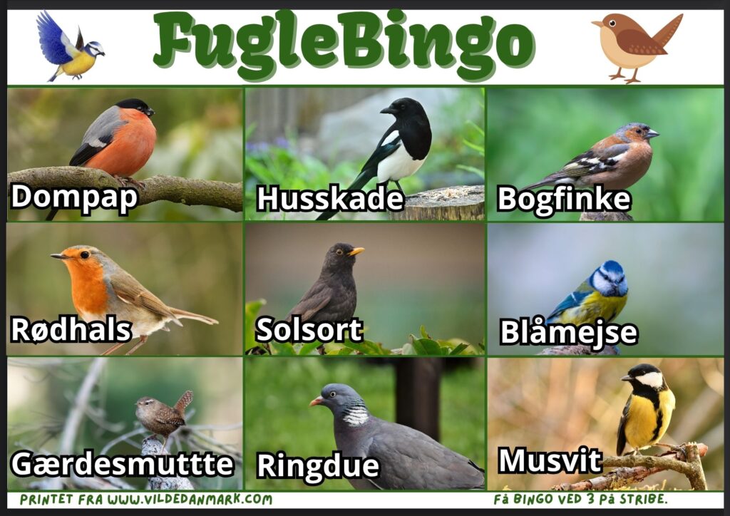 Fuglebingo – bingoplade med almindelige danske fugle