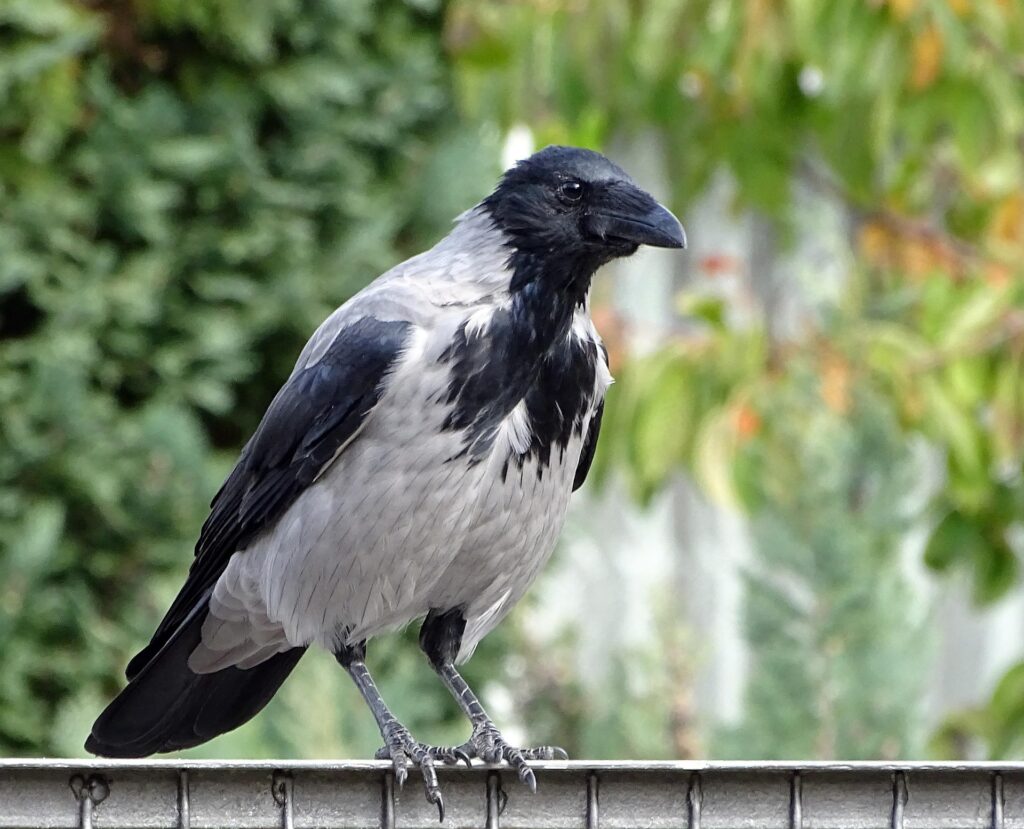 Gråkrage – grå og sort krage i by eller natur.