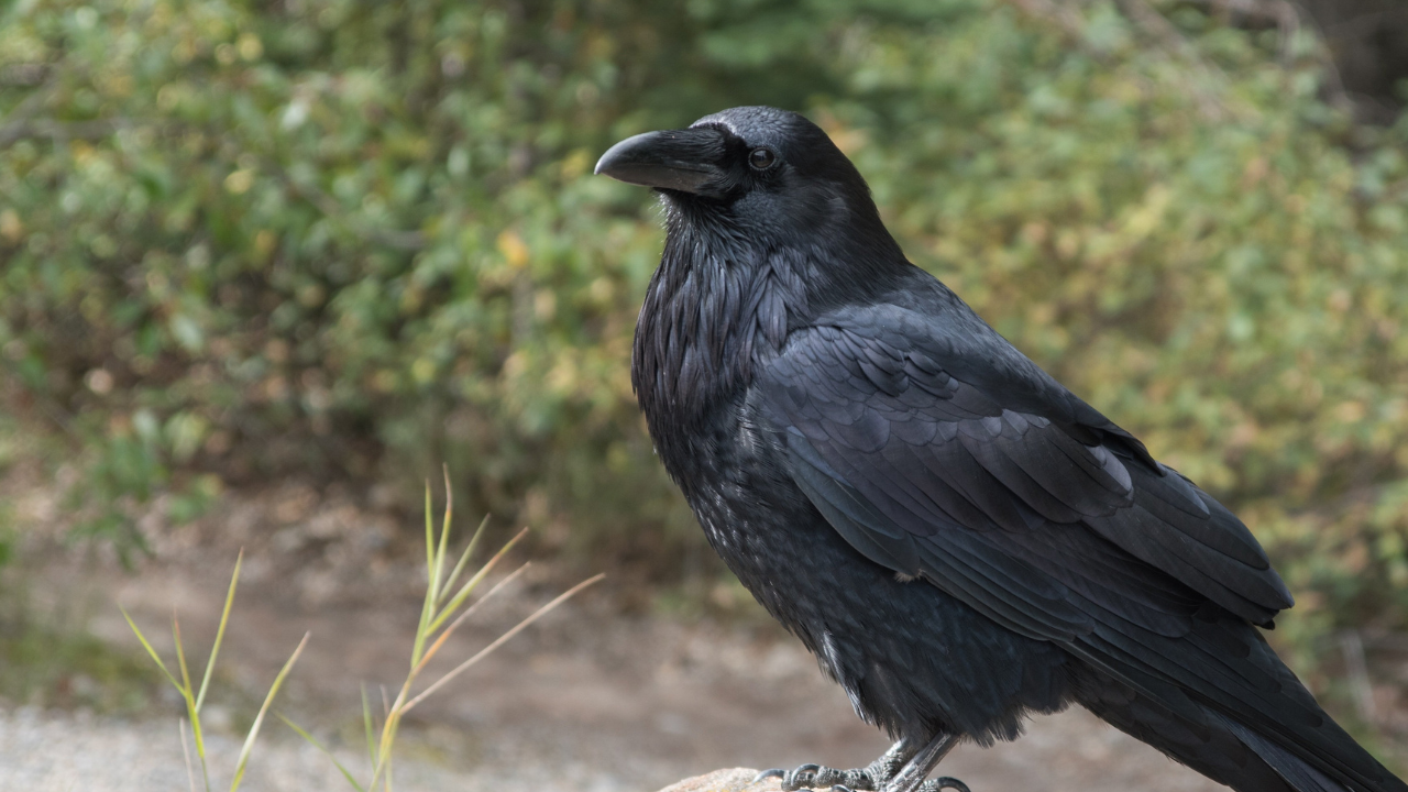 Ravn