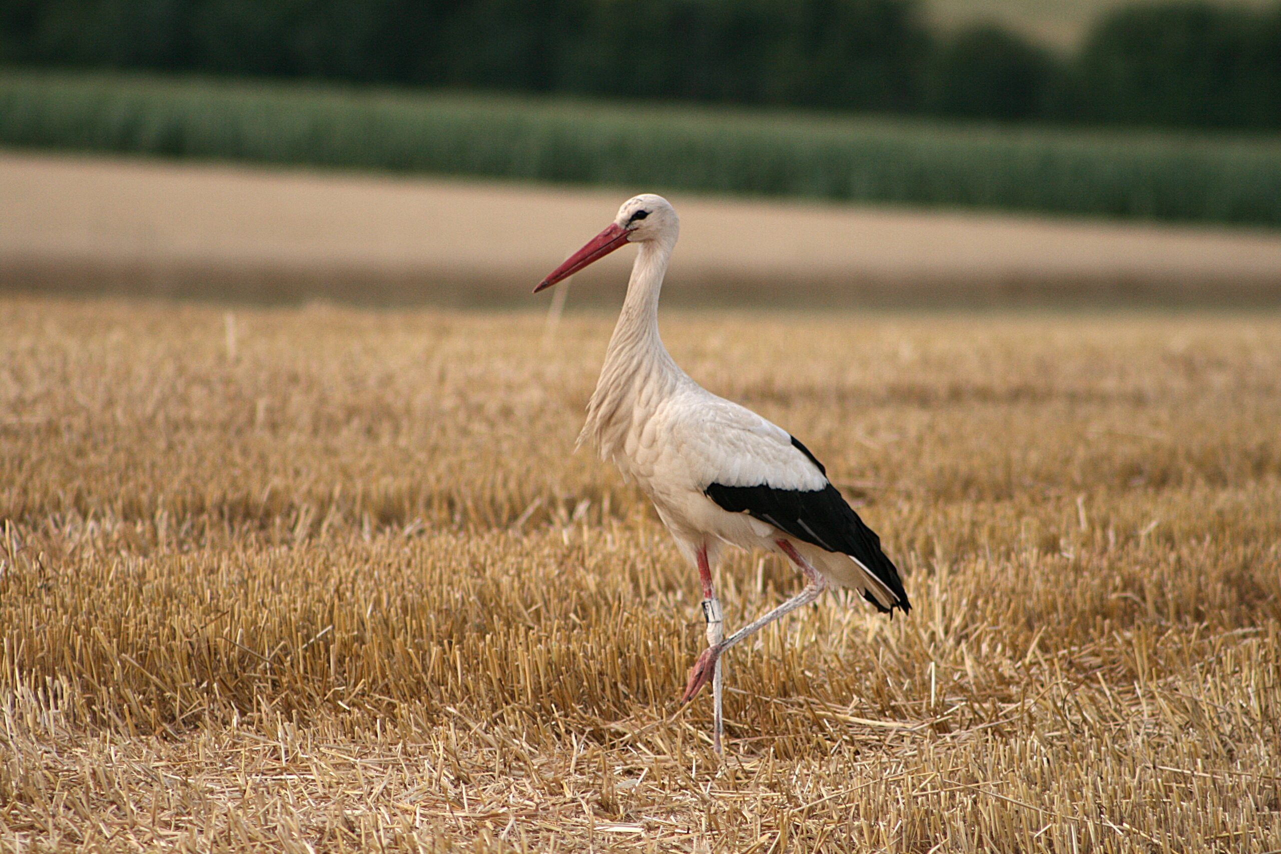 Hvid stork