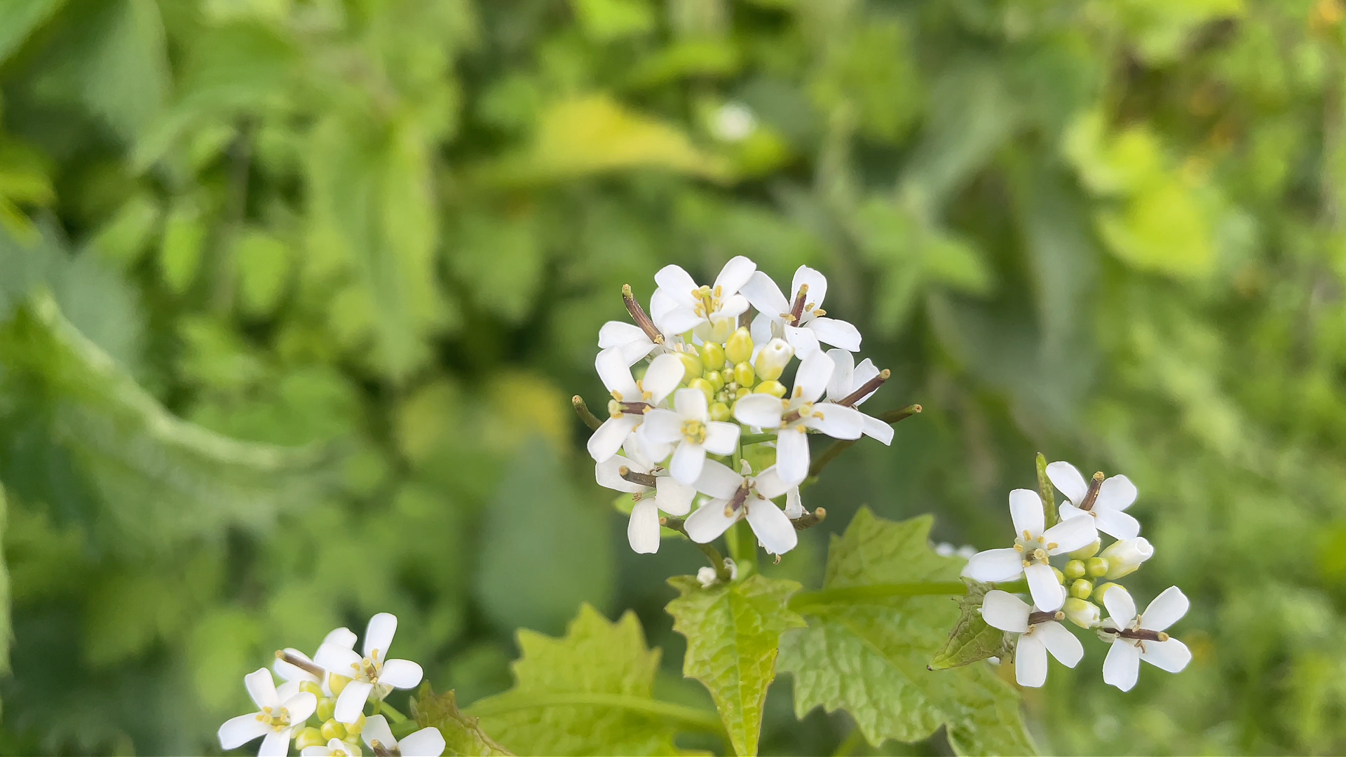 Løgkarse med hvide blomster og hjerteformede blade i skovbryn.